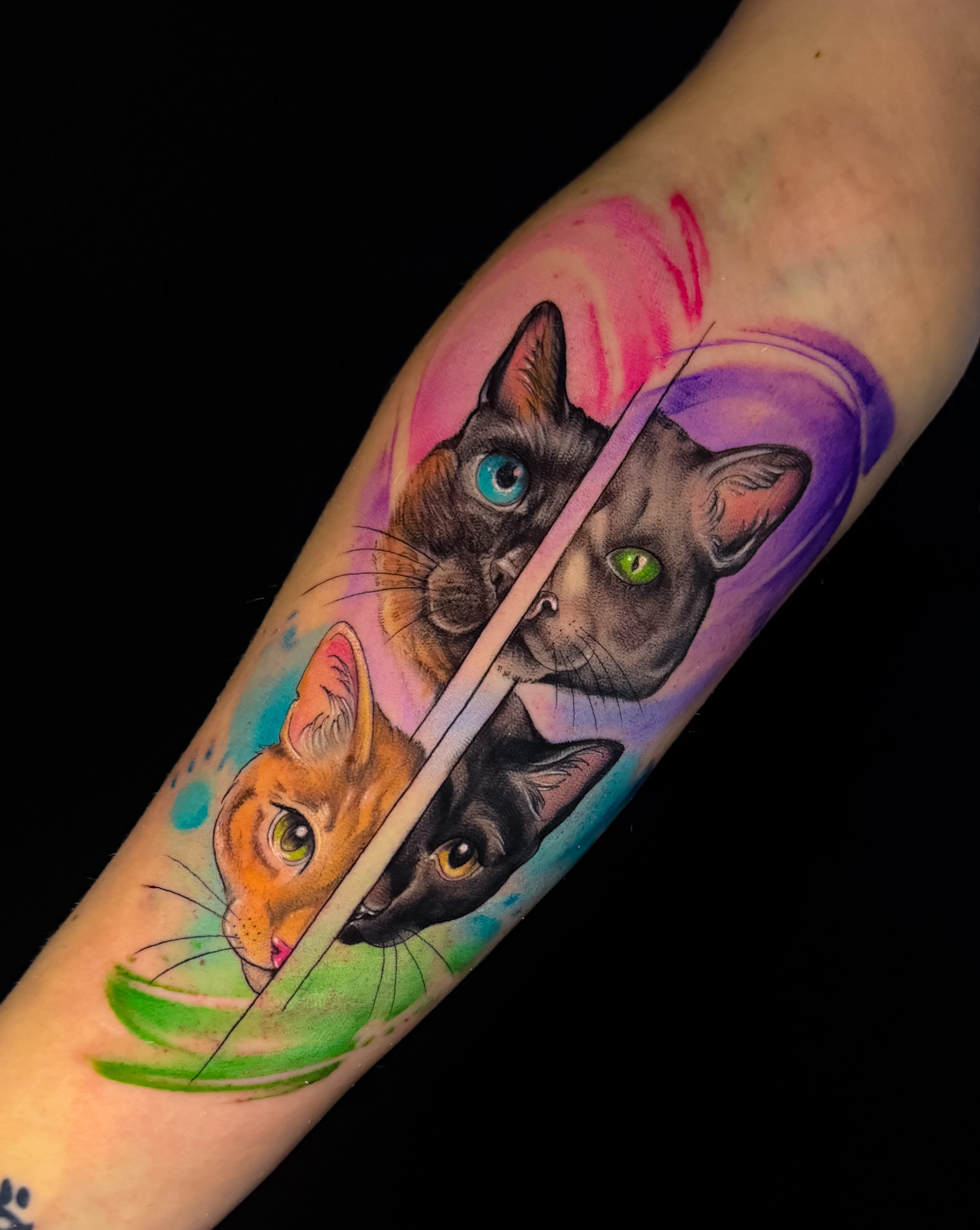 Tres gatos coloridos con acuarela — retrato animal